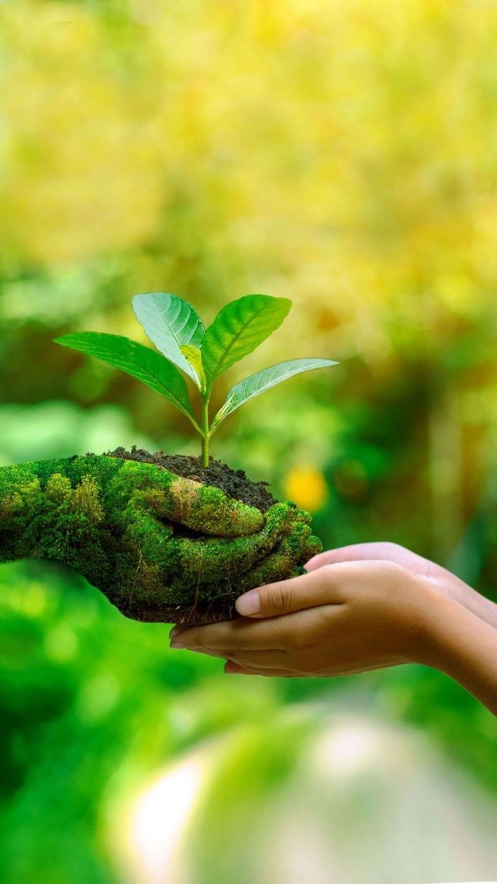 Mãos a entregar uma planta a nascer, compromisso ESG do Grupo SucessoGentil